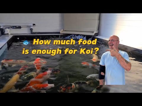 How Much Should I Feed My Koi? 🐟 Feeding Window Demonstration | Elite Koi Guide