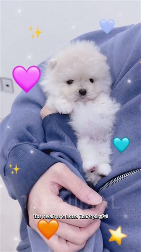เจ้าก้อน Pomapoo เคยได้ยินมั้ยเอ่ยย!?🐶💖