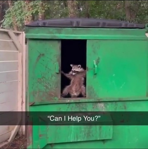 #tonybakervo WHO?!!!! #Animals #raccoon