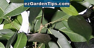 Cómo propagar Ficus Pumila 🌱 Tips Jardineros - Es.ezGardenTips.com
