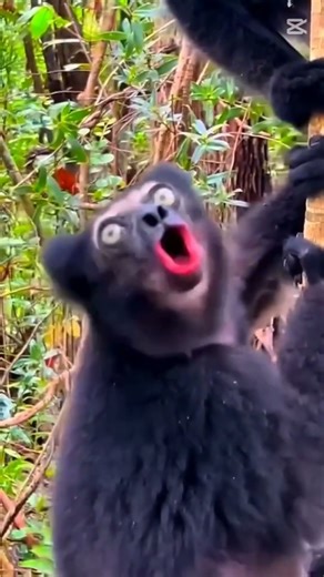 wonderfull animal's 🦅🐯 #animals #sound #shorts