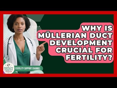 Why Is Müllerian Duct Development Crucial For Fertility? - Fertility Support Channel