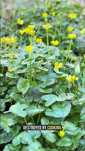 Lesser Celandine: This Wild Plant is Delicious—But Only If You Cook It!