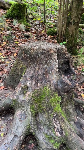 Discovering Hidden Treasures on the Hiking Trail