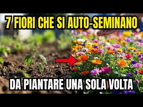 😍 7 Fiori Auto-Seminanti Che Tornano Ogni Anno Per Un Giardino Gratis 🌿