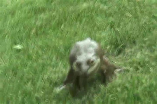 Frog Makes Weird Noises