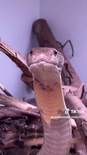 Exploring Wildlife: Types of Snakes You Should Know