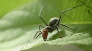 Video 1920x1080 Example Mimicry Young Grasshopper Stock Footage Video (100% Royalty-free) 6922186 | Shutterstock