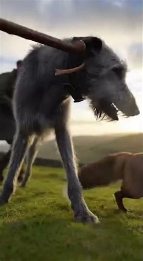 Irish Wolfhound: Guardian of the Emerald Isles