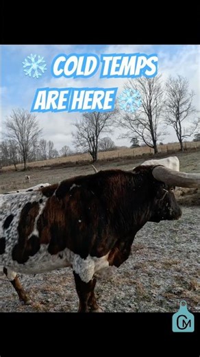 Cold Temps in TN! #farming #farm #farmlife #cattle