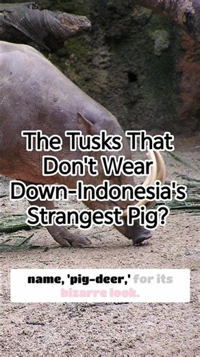 The Tusks That Don't Wear Down—Indonesia's Strangest Pig?