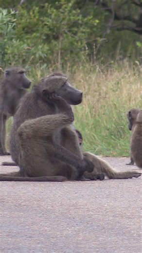 Spending some time with a Baboon troop #wildlife #animals #nature | Latest Wildlife Sightings