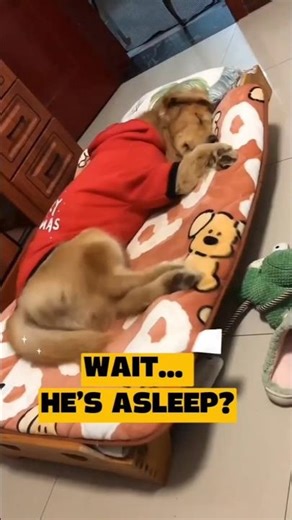 Wait… Why Is My Dog Running In His Sleep