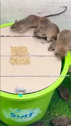 Homemade Rat Trap. Catching Rats in a bucket #rat