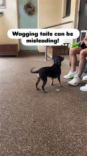 Eazy Dog Training on Instagram: "🐶 Wagging tails can be misleading! In this clip, watch closely: 1️⃣ Your dog looks at the owner — tail wagging happily, relaxed body ✅ 2️⃣ Trigger appears — tail stiffens, body tenses, eyes fix forward ⚠️ Same dog. Same wag. Two very different messages. Lesson: a wag doesn’t always mean “I’m happy!” Reading the whole body is key — posture, ears, eyes, and tail together tell the real story. #reactivedogtraining #dogbodylanguage #dogbehaviour"