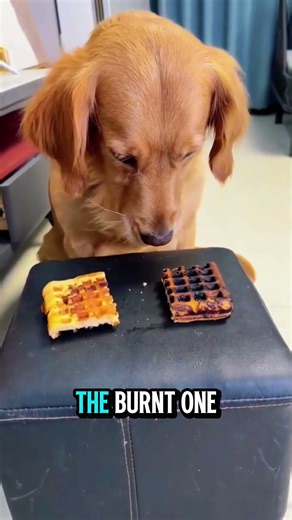 Dog Chooses Burnt Waffle‼️Then Gives It to His Pig Friend #facts #animals #wildlife