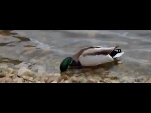 Fujifilm X-S1 duck slow motion 200 fps