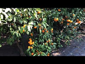 Mandarin tree was full of fruits || Citrus 柑橘系 || Japan Village Garden