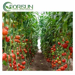 [Hot Item] Low Cost Tomato Garden and Backyard Hydroponics System Indoor Vegetables Greenhouse