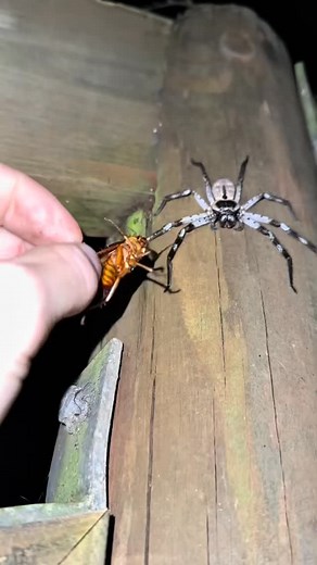 492K views · 7K reactions | Hand feeding wild spiders Australia #reels | Coltyy | Facebook