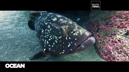 How Atlantic islands are proving tourism can help the ocean