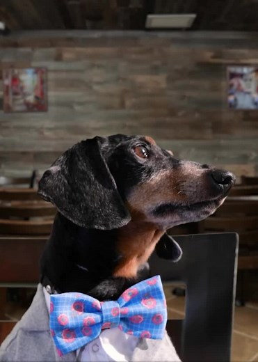 “Oakley’s first time at a fancy restaurant! 😅 Did he do alright?” If you missed it, watch the FULL episode here: https://youtu.be/5AmAEnzWzBo ~ Crusoe | Crusoe the Celebrity Dachshund
