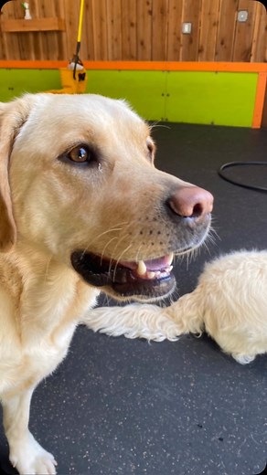 A ladybug landed on Toula today! Lucky Girl! . . . . #gooddogplaycare #doggiedaycare #sfdogwalker #sanfrancisco #doggiefuntimes #dogsofinstagram #dogs #doodle #doodlesofinstagram #lab #labrador #labradorretriever #labrador_feature #ladybug #ladybuglover #franksinatra #luckbealadytonight | Good Dog! Active Affectionate Playcare
