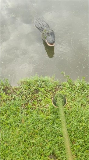 one mad😡gator🐊