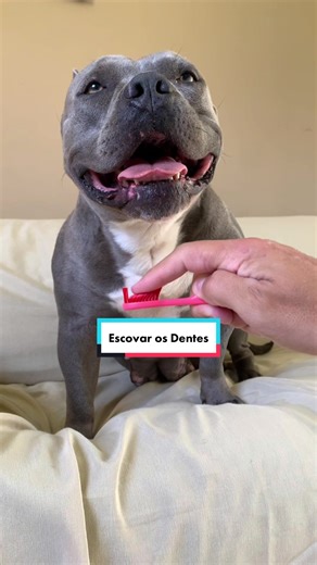Como Escovar os Dentes da Minha American Bully
