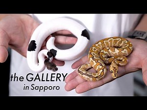 the GALLERY Sapporo Individual Introduction [Ball Python]
