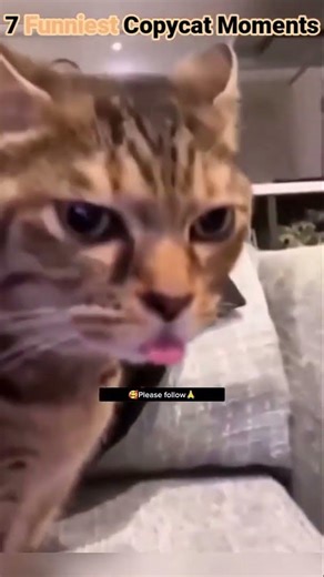 Copy Cat Mimics Owner 🤣 Moments #funny #catmemes #catlovers