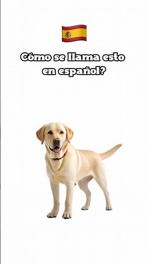 ¿Cuánto sabes de español? | Quiz rápido de español 🇪🇸