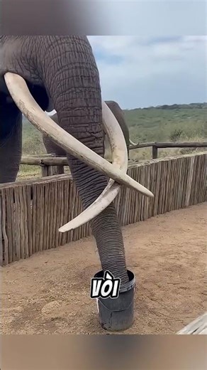 How elephants clean their noses.