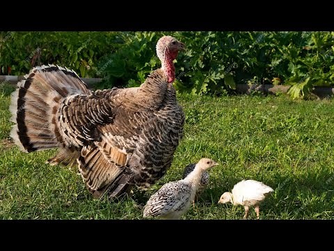 Natural brooding in turkeys