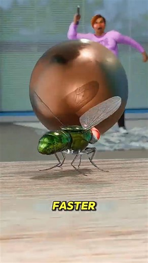 Can a Fly Really Dodge a Bullet?