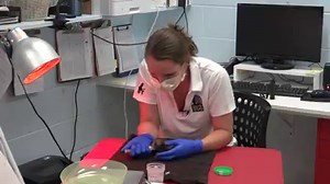 NEW: The Denver Zoo announced today that a baby aye-aye was born at the zoo last month. They are one of the world's rarest animals. Meet Tonks! https://bit.ly/2p3PfQj | Denver7