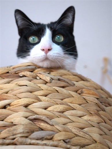 *Werbung // heute zeige ich euch einen gemütlichen Vlog mit meinen Katzen. Wie wir morgens in den Tag starten und mit welchen kleinen Tricks ich dafür sorge, dass sich alle wohl fühlen. Mein Geheimtipp ist da @evercleanuk denn die Klumpstreu bindet alle Gerüche, was nicht nur die tägliche Reinigung erleichtert, sondern auch ideal für die Instinkte meiner Katzen ist. #instinktivbesser #evercleande #katzenliebe #sauberekatzentoilette #schnurrtastisch