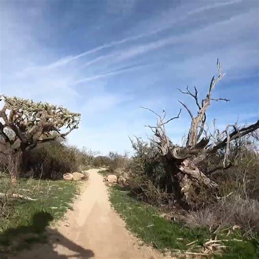 Honey Bee Flow #mountainbike #mountainbiking