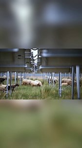 3.5K views · 231 reactions | In Talatan Gobi Desert, northwest China's Qinghai Province, "photovoltaic sheep" graze solar farms, keeping grass in check and protecting panels - an ingenious eco-friendly solution. #cleanenergy #Talatan #China #photovoltaicpower #technology #Qinghai | ecochicgo | Facebook