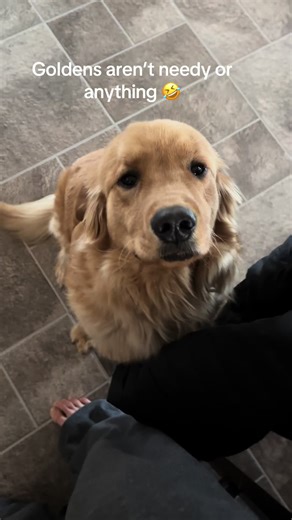 Golden Retriever Cuddle Time with Roland