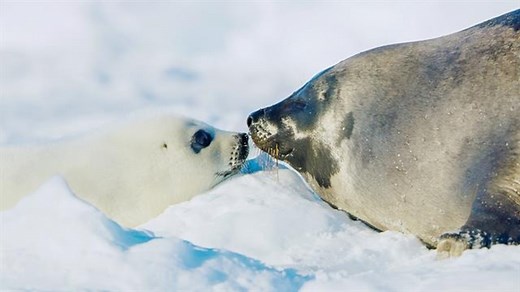 For harp seal pups, survival depends on its first ten days