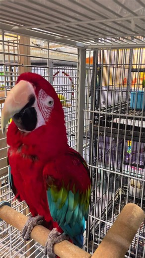 Discover the Majestic Scarlet Macaw