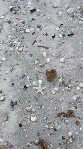 Found this Starfish ⭐️ Dead or alive 🧐 Should I put it back in the water 💦 #starfish #nature #beachlife #beachlife | Let’s Enjoy Life