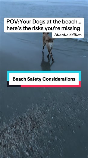 Beach Safety for Dogs: Essential Tips