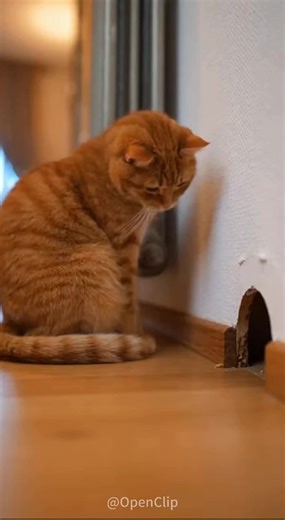 hhhh🤣🤣 #funnyvideos #funny #auraclip #aivideo #cat