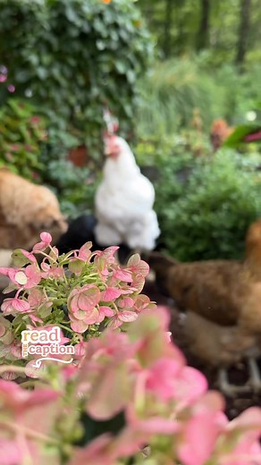 REGULAR Booty Inspection is the ONLY “preventative“ measure needed to keep parasites in check in backyard chickens! 👉🏻Regular inspection is FREE, non-toxic, natural, safe, organic and easy! 😎 👉🏻Here’s how: Go into your coop AFTER DARK with a headlamp or flashlight & part the feathers around the vent to see what’s there, if anything. 👉🏻Any bugs moving or scabby skin? No? Great! Go have a cold beverage. 👉🏻Notice bugs scurrying on feathers or skin? Yes? DON’T FREAK OUT! It’s no big deal an