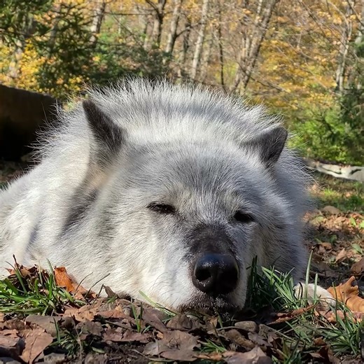 41K views · 13K reactions | Your moment of untamed beauty  | Wolf Conservation Center | Facebook