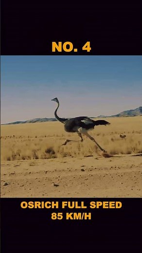 Top 6 Fastest Animals on Earth 🐆💨 You Won’t Believe