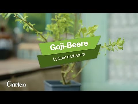 Goji berry: Tips for planting and care