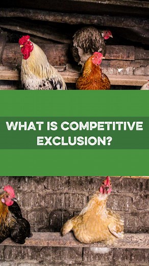Competitive exclusion seems like a pretty big word to have it affect...